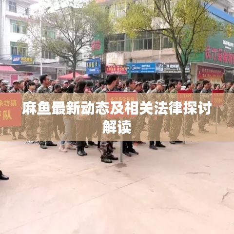 麻鱼最新动态及相关法律探讨解读
