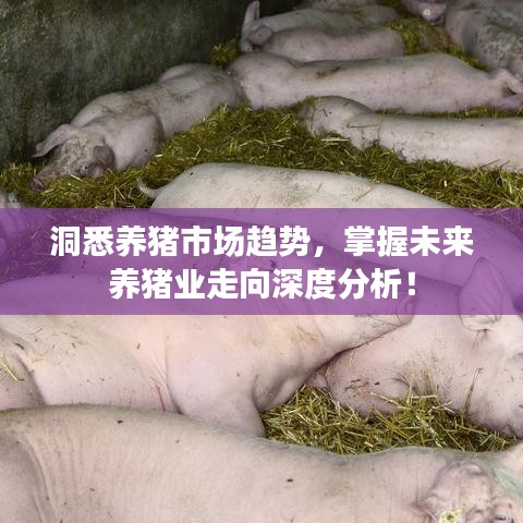 洞悉养猪市场趋势，掌握未来养猪业走向深度分析！