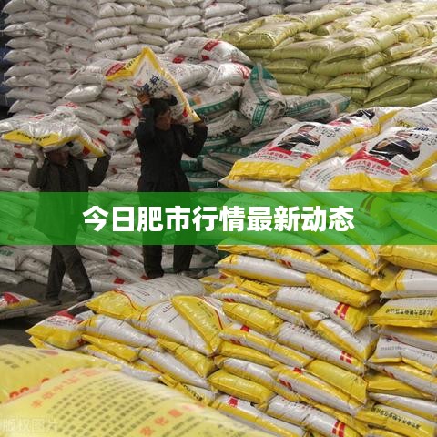 今日肥市行情最新动态