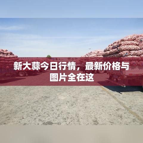 新大蒜今日行情，最新价格与图片全在这