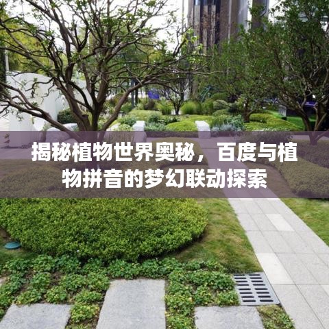 揭秘植物世界奥秘，百度与植物拼音的梦幻联动探索