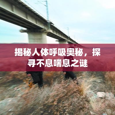 揭秘人体呼吸奥秘，探寻不息喘息之谜