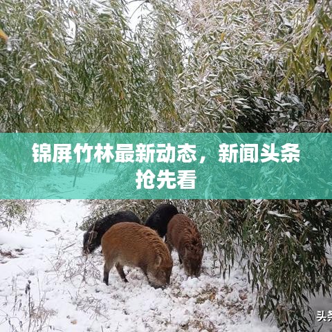 锦屏竹林最新动态，新闻头条抢先看