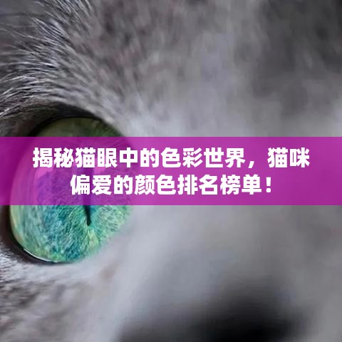 揭秘猫眼中的色彩世界，猫咪偏爱的颜色排名榜单！