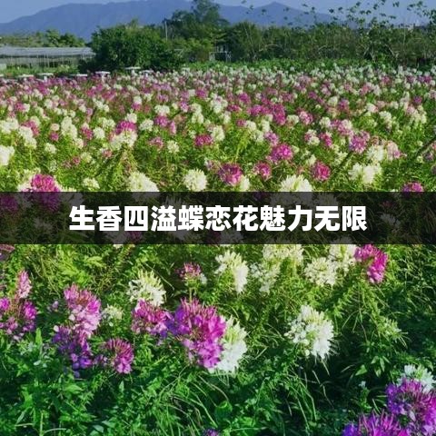 生香四溢蝶恋花魅力无限