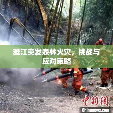 雅江突发森林火灾，挑战与应对策略