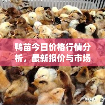 鸭苗今日价格行情分析，最新报价与市场洞察