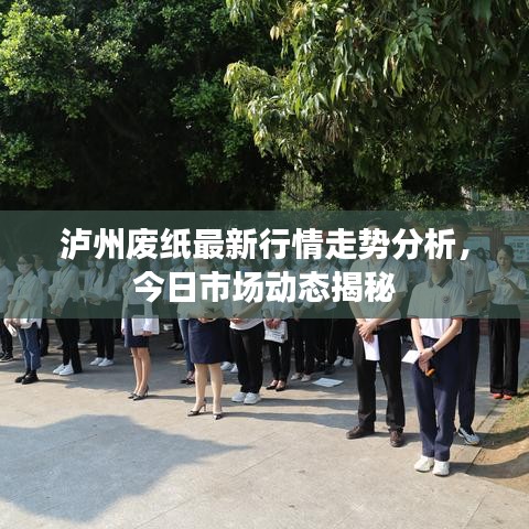 泸州废纸最新行情走势分析，今日市场动态揭秘