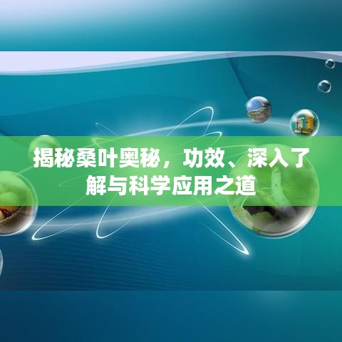 揭秘桑叶奥秘，功效、深入了解与科学应用之道