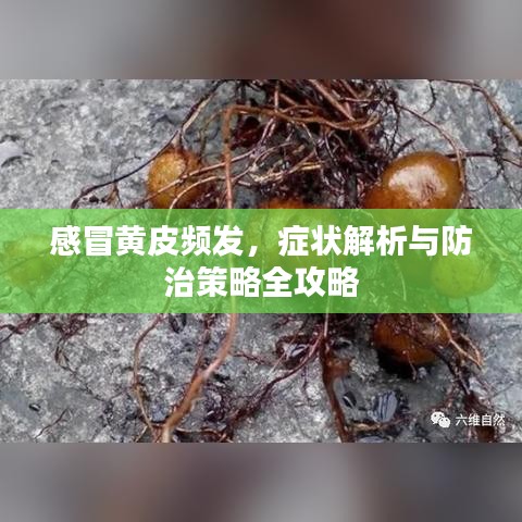感冒黄皮频发，症状解析与防治策略全攻略