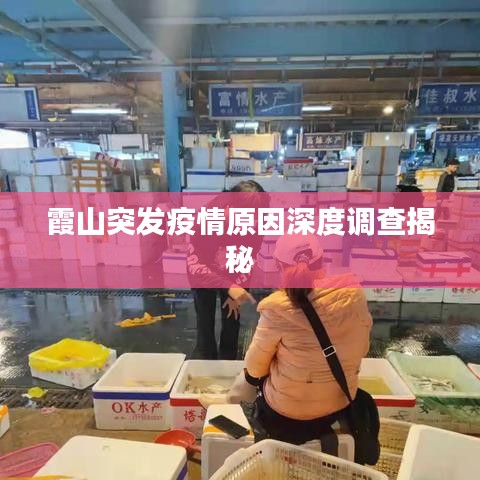 霞山突发疫情原因深度调查揭秘