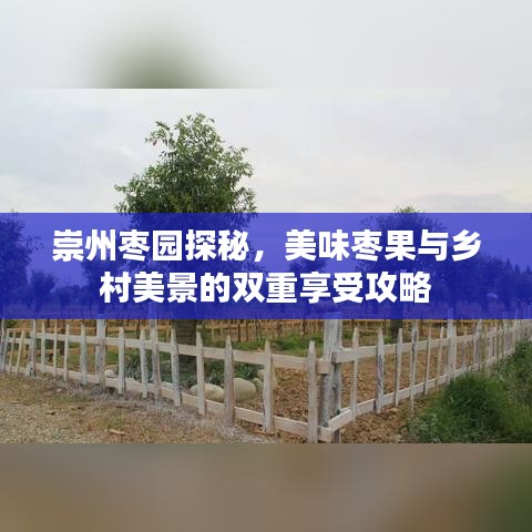 崇州枣园探秘，美味枣果与乡村美景的双重享受攻略
