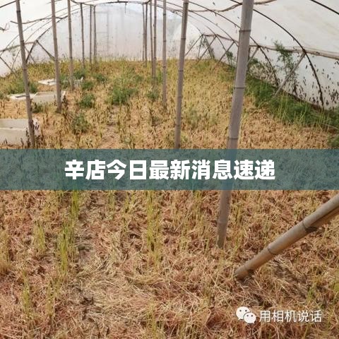 辛店今日最新消息速递