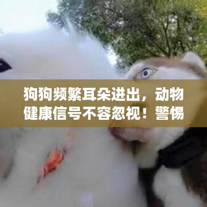 狗狗频繁耳朵进出，动物健康信号不容忽视！警惕宠物健康风险！