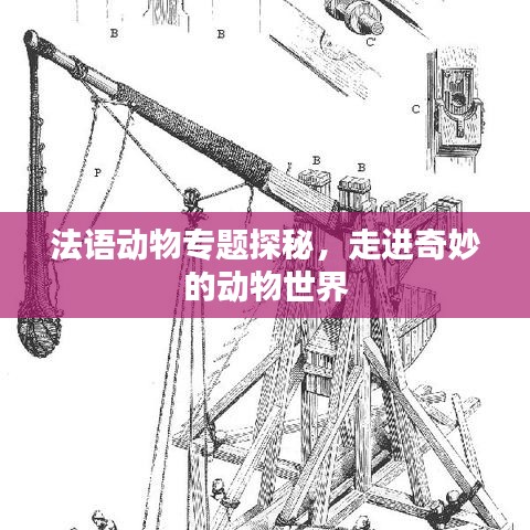 法语动物专题探秘，走进奇妙的动物世界