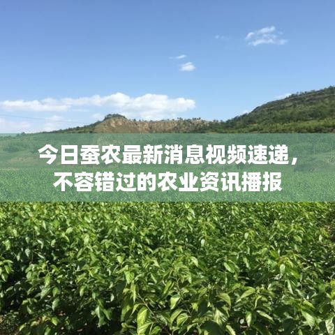 今日蚕农最新消息视频速递，不容错过的农业资讯播报