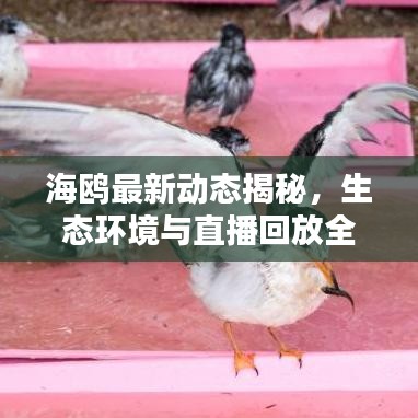 海鸥最新动态揭秘，生态环境与直播回放全解析