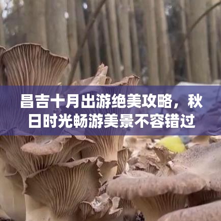 昌吉十月出游绝美攻略，秋日时光畅游美景不容错过
