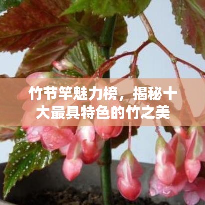 竹节竿魅力榜，揭秘十大最具特色的竹之美