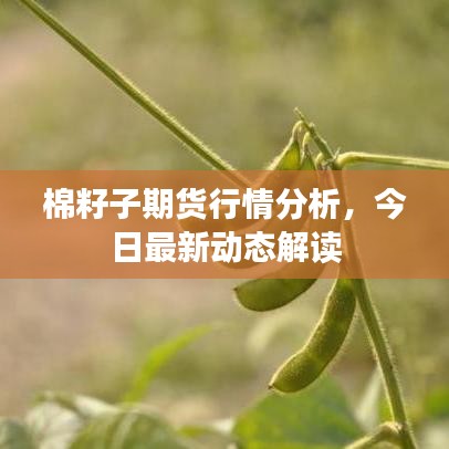 棉籽子期货行情分析，今日最新动态解读