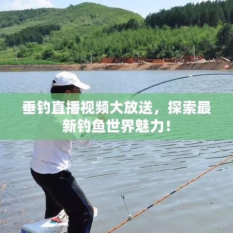 垂钓直播视频大放送，探索最新钓鱼世界魅力！