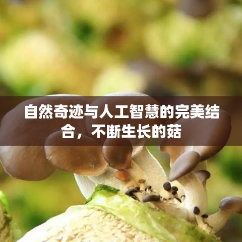 自然奇迹与人工智慧的完美结合，不断生长的菇
