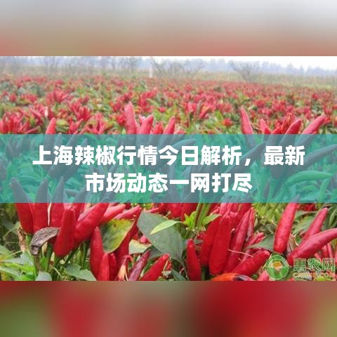 上海辣椒行情今日解析，最新市场动态一网打尽