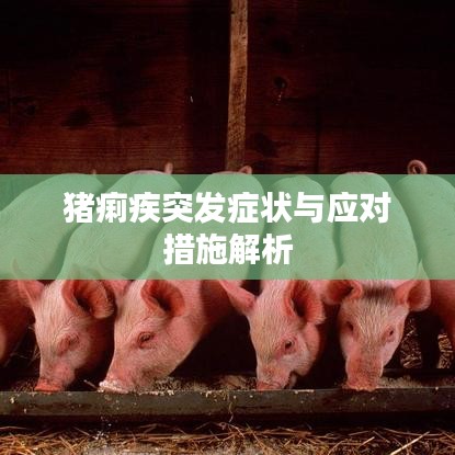 猪痢疾突发症状与应对措施解析