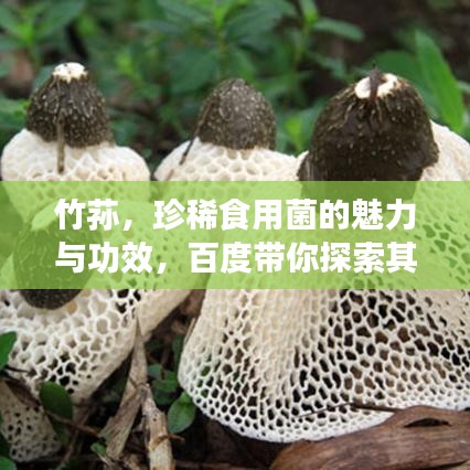 竹荪，珍稀食用菌的魅力与功效，百度带你探索其奥秘！