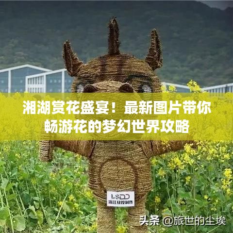 湘湖赏花盛宴！最新图片带你畅游花的梦幻世界攻略