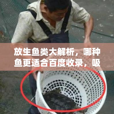 放生鱼类大解析，哪种鱼更适合百度收录，吸引你的目光？