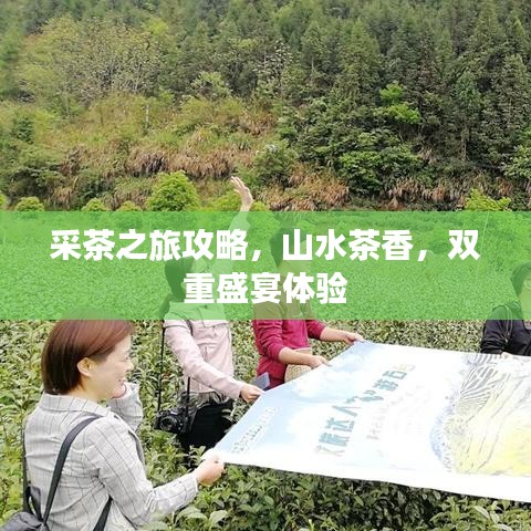 采茶之旅攻略，山水茶香，双重盛宴体验