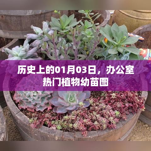 办公室植物幼苗图，历史一月三日风采展示