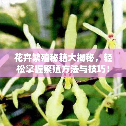 花卉繁殖秘籍大揭秘，轻松掌握繁殖方法与技巧！