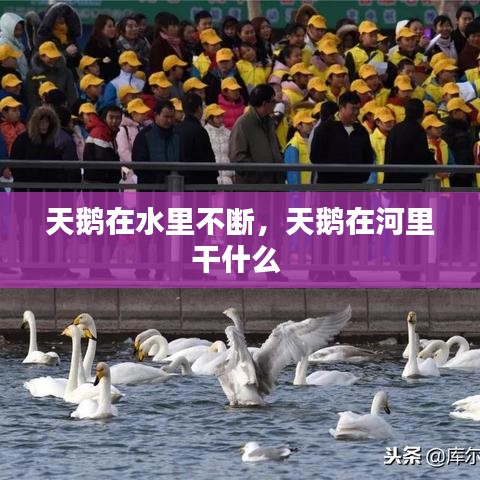天鹅在水里不断，天鹅在河里干什么 