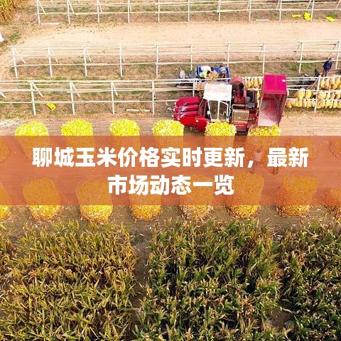 聊城玉米价格实时更新，最新市场动态一览
