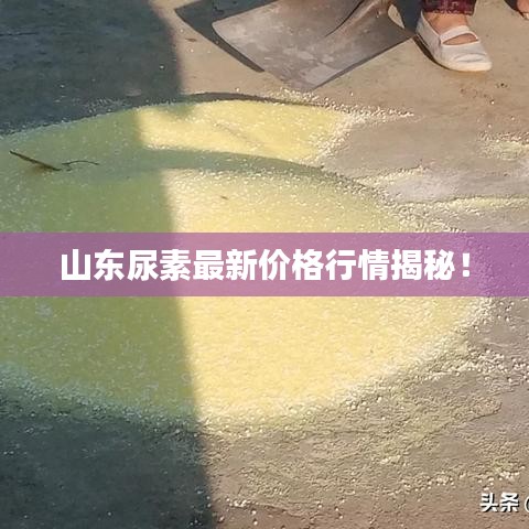山东尿素最新价格行情揭秘！