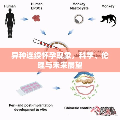 异种连续怀孕现象，科学、伦理与未来展望