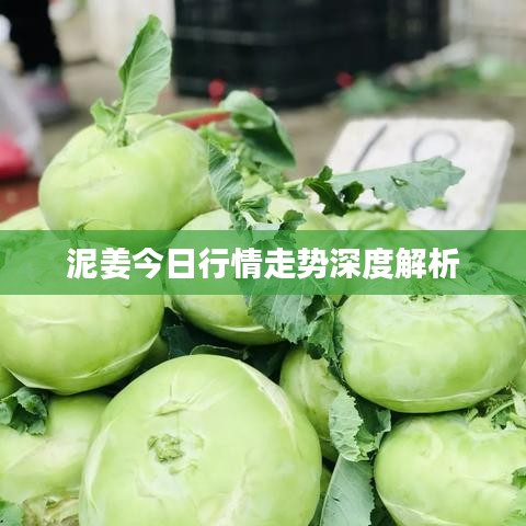 泥姜今日行情走势深度解析