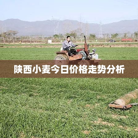 陕西小麦今日价格走势分析