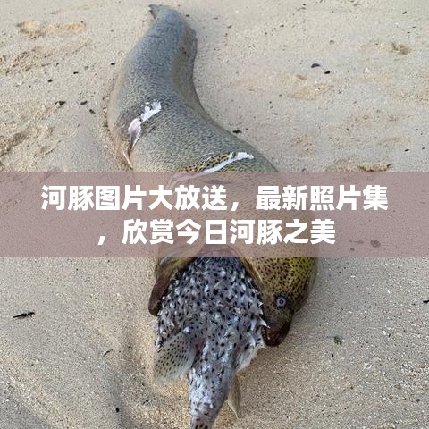 河豚图片大放送，最新照片集，欣赏今日河豚之美