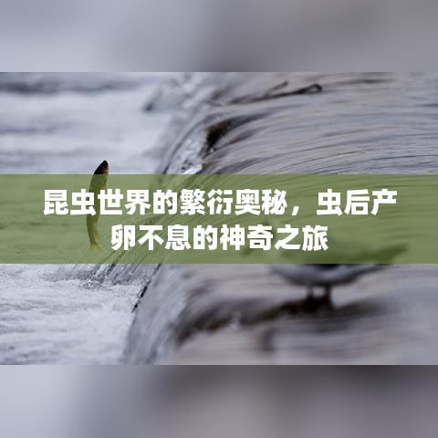 昆虫世界的繁衍奥秘，虫后产卵不息的神奇之旅