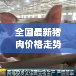 全国最新猪肉价格走势分析，今日市场趋势揭秘