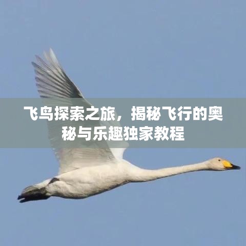 飞鸟探索之旅，揭秘飞行的奥秘与乐趣独家教程