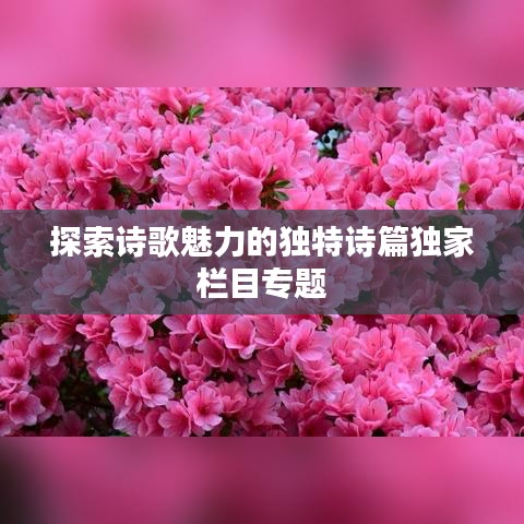 探索诗歌魅力的独特诗篇独家栏目专题