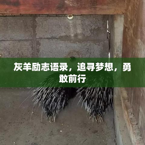 灰羊励志语录，追寻梦想，勇敢前行