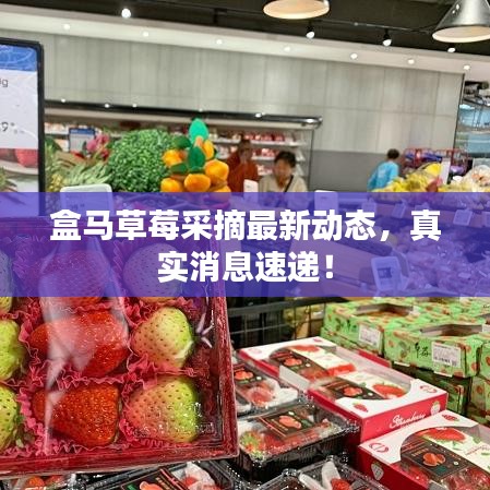 盒马草莓采摘最新动态，真实消息速递！