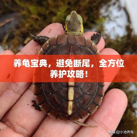 养龟宝典，避免断尾，全方位养护攻略！