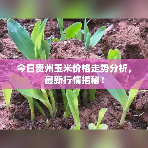 今日贵州玉米价格走势分析，最新行情揭秘！