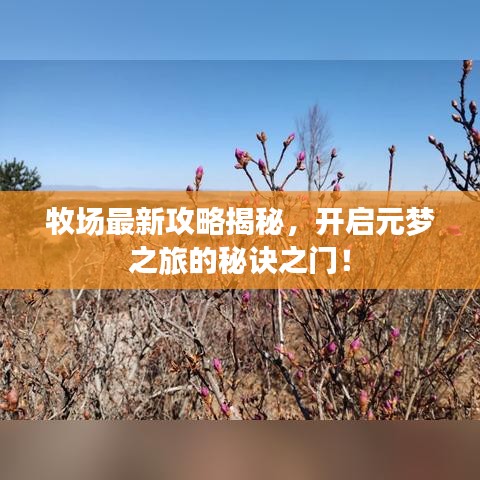 牧场最新攻略揭秘，开启元梦之旅的秘诀之门！